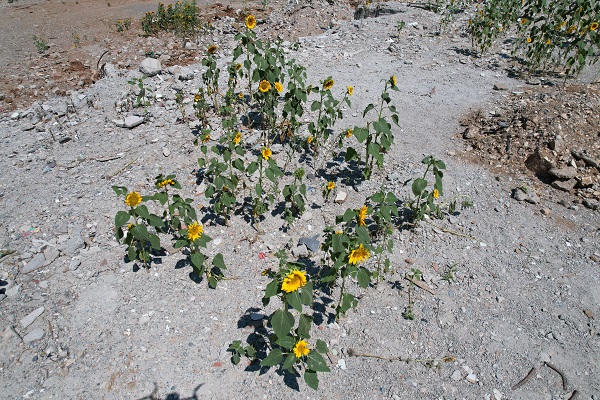Foto - Enkaz altında kalan alandan ilginç manzara