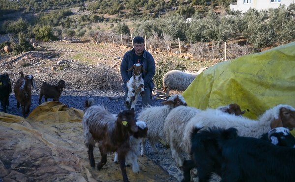 Foto - Enkaz altında kalan kuzularına günler sonra kavuştu