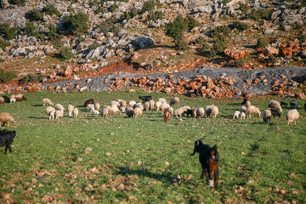 Foto - Enkaz altında kalan kuzularına günler sonra kavuştu