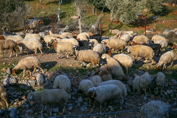 Foto - Enkaz altında kalan kuzularına günler sonra kavuştu