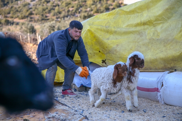 Foto - Enkaz altında kalan kuzularına günler sonra kavuştu