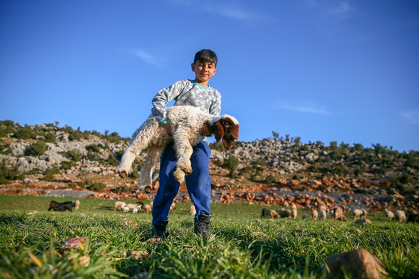 Enkaz altında kalan kuzularına günler sonra kavuştu