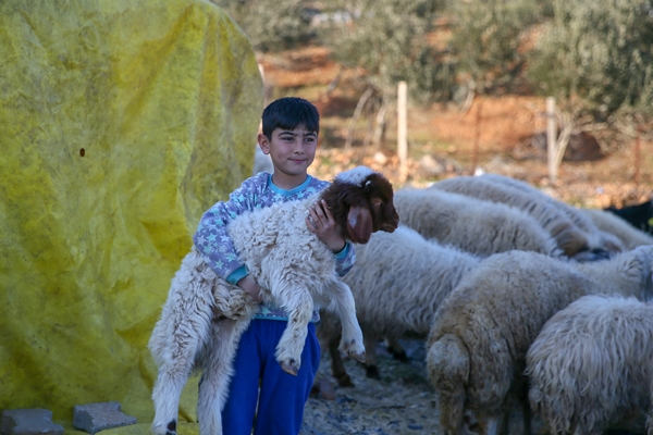 Foto - Enkaz altında kalan kuzularına günler sonra kavuştu