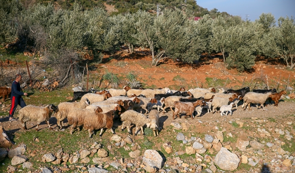 Foto - Enkaz altında kalan kuzularına günler sonra kavuştu