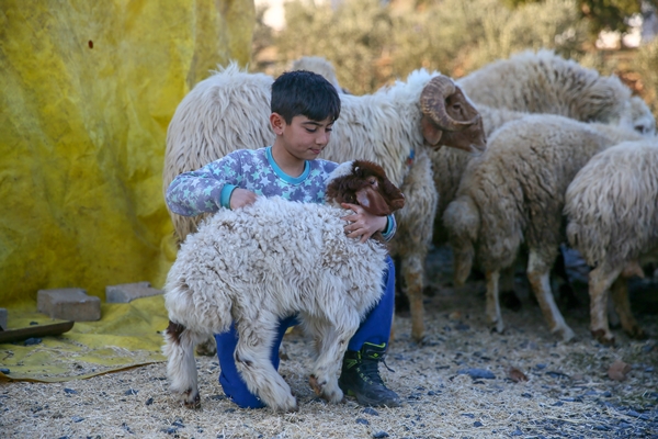 Foto - Enkaz altında kalan kuzularına günler sonra kavuştu