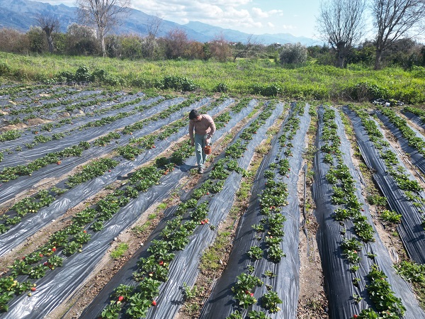 Foto - Enkaz kentte yetişiyor! Tarlada 100 TL