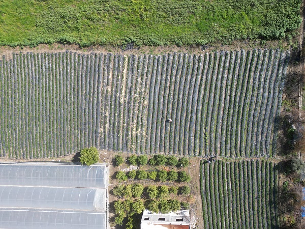 Foto - Enkaz kentte yetişiyor! Tarlada 100 TL