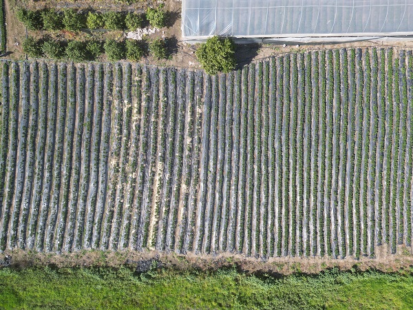 Foto - Enkaz kentte yetişiyor! Tarlada 100 TL