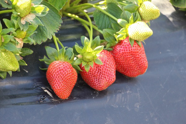 Foto - Enkaz kentte yetişiyor! Tarlada 100 TL