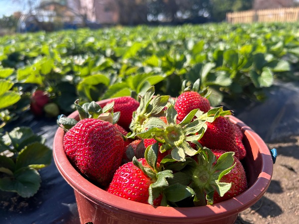 Foto - Enkaz kentte yetişiyor! Tarlada 100 TL