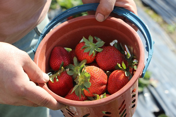 Foto - Enkaz kentte yetişiyor! Tarlada 100 TL