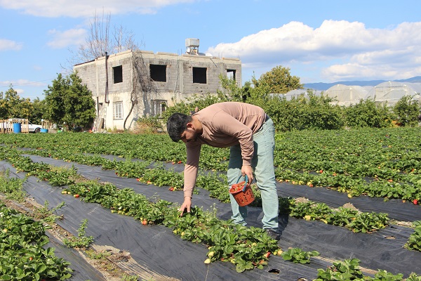 Foto - Enkaz kentte yetişiyor! Tarlada 100 TL