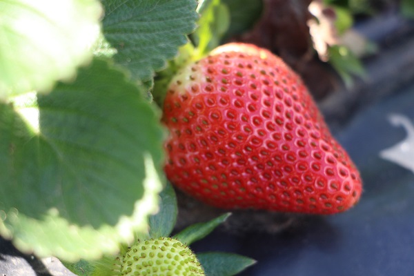 Foto - Enkaz kentte yetişiyor! Tarlada 100 TL