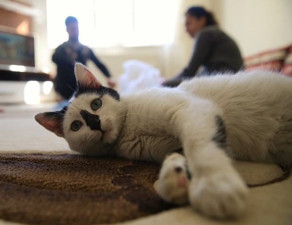 Foto - Enkazdan kurtararak sahiplendiği kediyi kucağından düşürmüyor