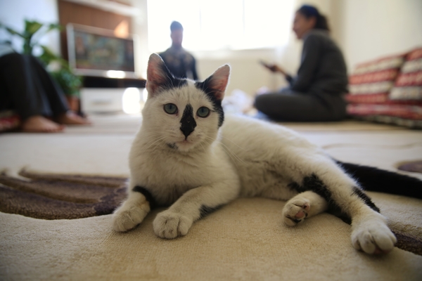 Foto - Enkazdan kurtararak sahiplendiği kediyi kucağından düşürmüyor