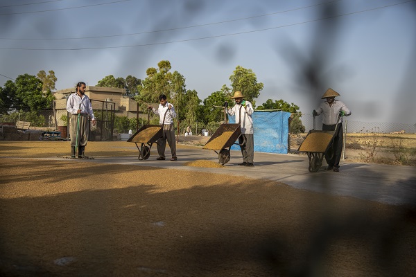 Foto - Erbil'de "Bulgur Kaynatma" Geleneği