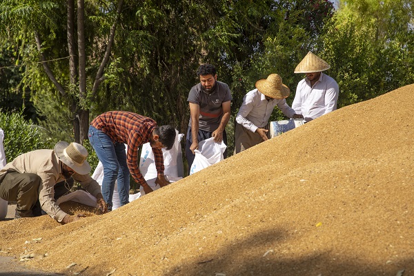 Foto - Erbil'de "Bulgur Kaynatma" Geleneği