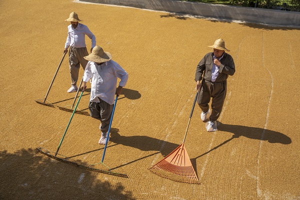 Foto - Erbil'de "Bulgur Kaynatma" Geleneği