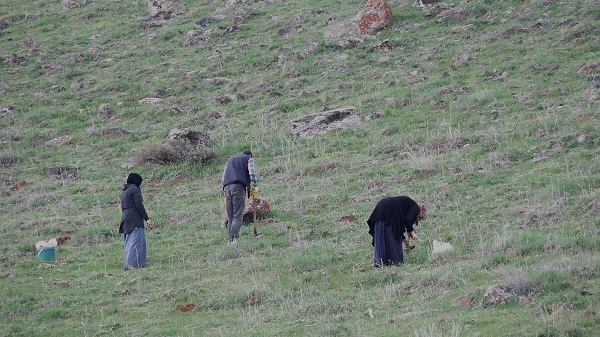 Foto - Erciş'te kenger mesaisi başladı! 