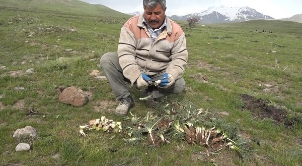 Foto - Erciş'te kenger mesaisi başladı! 
