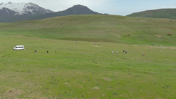 Foto - Erciş'te kenger mesaisi başladı! 