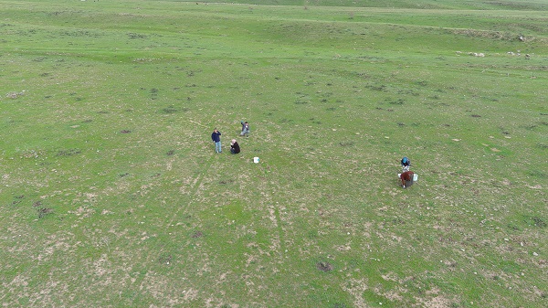Foto - Erciş'te kenger mesaisi başladı! 