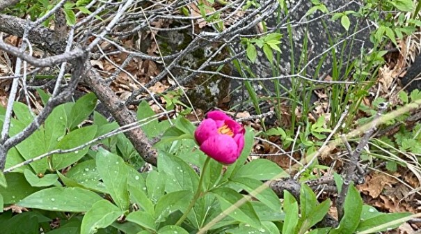 Foto - Erciyes dağı eteklerinde açıyor! Koparmanın bedeli çok ağır