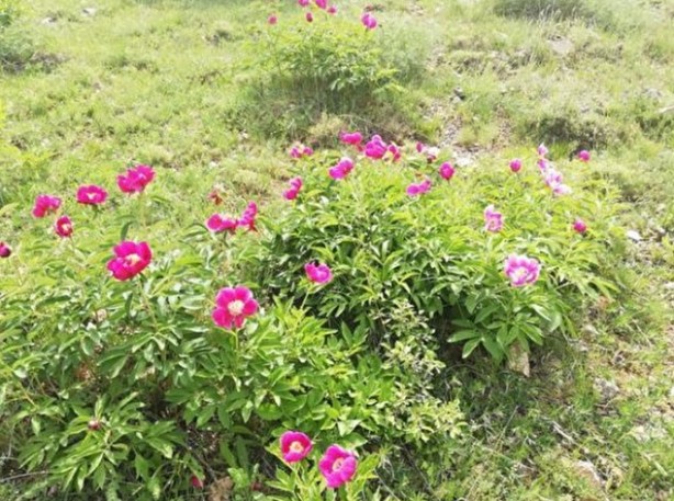 Erciyes dağı eteklerinde açıyor! Koparmanın bedeli çok ağır