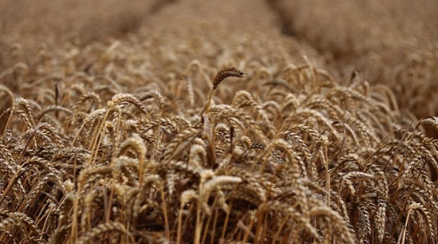 Foto - Erdoğan'ın girişimleri dünyaya umut oluyor! Soçi sonrası 40 gemiyle Afrika’ya umut taşınacak