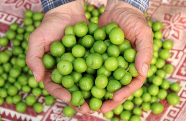 Foto - Eriği tuzla yiyenlere kötü haber! Uzmanlardan hayati uyarı