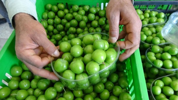 Foto - Eriği tuzla yiyenlere kötü haber! Uzmanlardan hayati uyarı