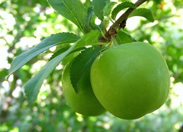 Eriğin faydaları saymakla bitmiyor!