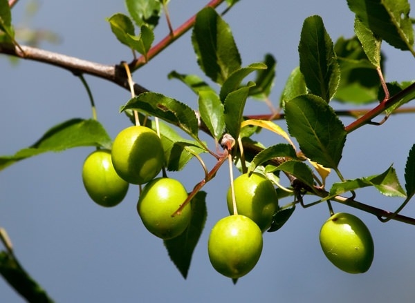 Foto - Eriğin faydaları saymakla bitmiyor!