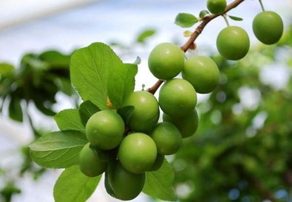 Foto - Eriğin faydaları saymakla bitmiyor!