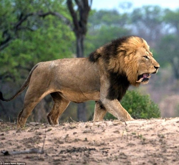 Foto - Erkek aslan karizmayı çizdirdi!