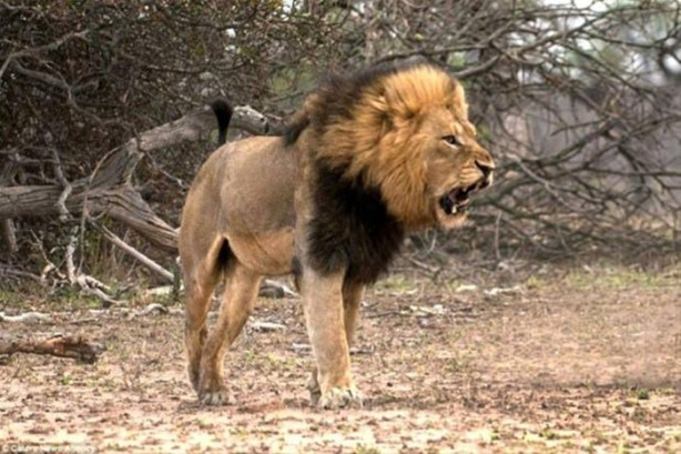 Foto - Erkek aslan karizmayı çizdirdi!