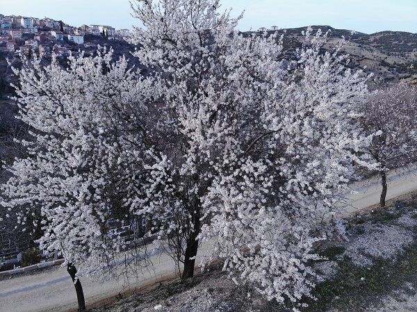 Foto - Erken açan badem ağaçları böyle görüntülendi