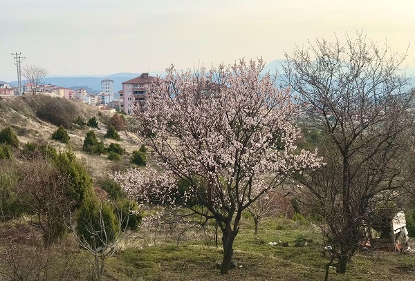 Foto - Erken açan badem ağaçları böyle görüntülendi