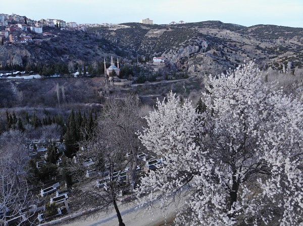 Foto - Erken açan badem ağaçları böyle görüntülendi