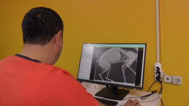 Foto - Erken tedbir şart! Yaz sinekleri kışın nereye kaçıyor?