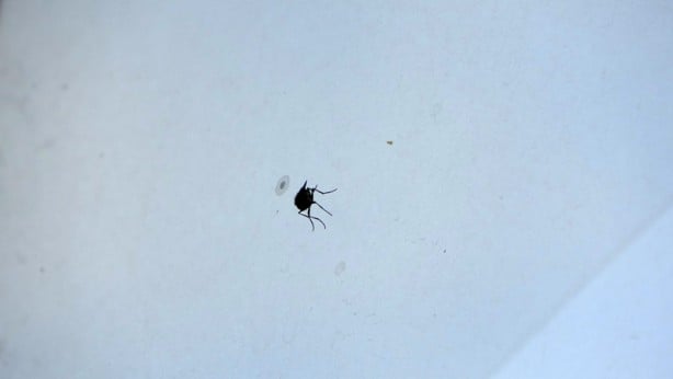 Foto - Erken tedbir şart! Yaz sinekleri kışın nereye kaçıyor?