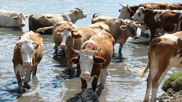 Foto - Erzincan'da Afrika'yı aratmayan görüntü