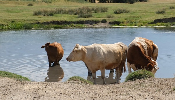 Foto - Erzincan'da Afrika'yı aratmayan görüntü