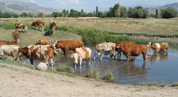 Foto - Erzincan'da Afrika'yı aratmayan görüntü
