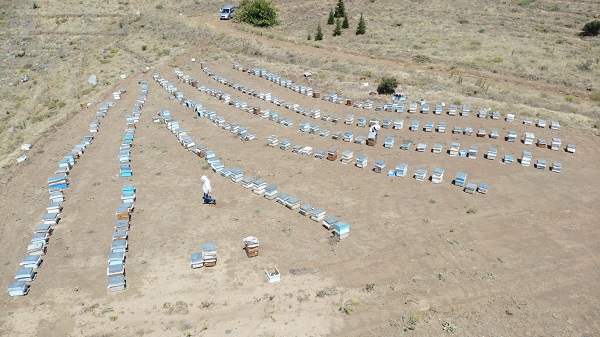 Foto - Erzincan'da en tatlı hasat
