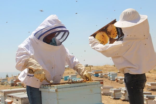Foto - Erzincan'da en tatlı hasat