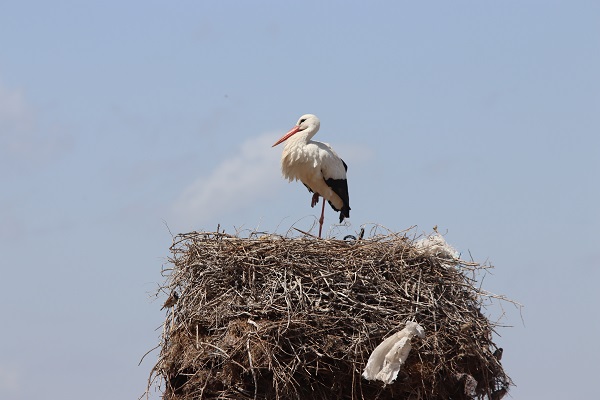 Erzincan'da leyleklerin keyfi yerinde!
