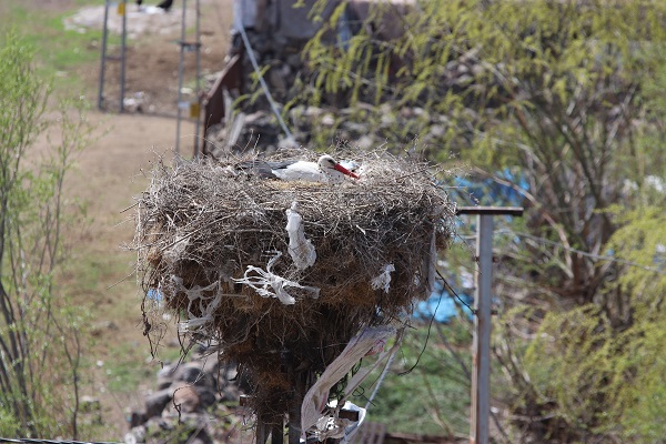 Foto - Erzincan'da leyleklerin keyfi yerinde!