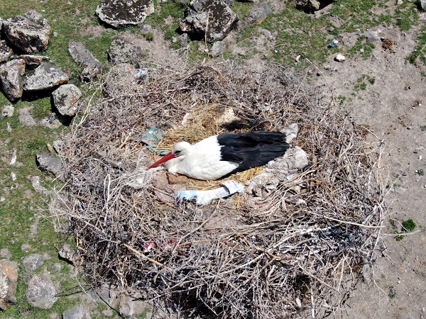 Foto - Erzincan'da leyleklerin keyfi yerinde!