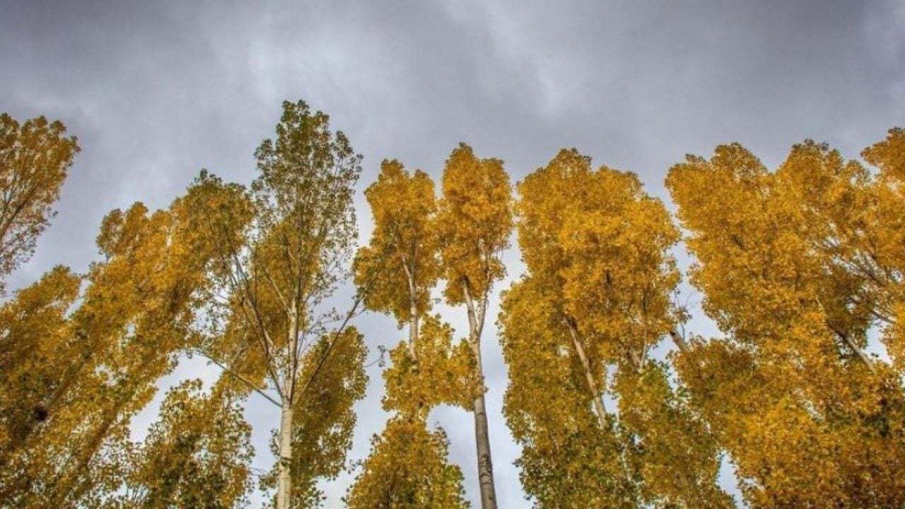 Foto - Erzincan’da mest eden görüntüler